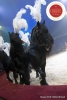 MB180111A0346-Marlon Zinnecker - Cavalerie - Allemagne
