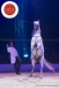 MB180111A0368-Marlon Zinnecker - Cavalerie - Allemagne