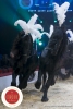 MB180111A1465-Marlon Zinnecker - Cavalerie - Allemagne