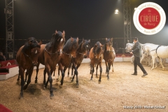 MB190112A2121-Louis KNIE - Carrousel équestre et chevaux en liberté