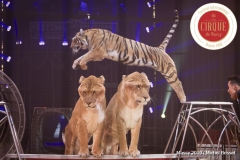 MB190110A0774-Tom DIECK JR - Lions & Tigres