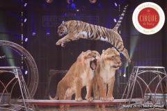 MB190111A0527-Tom DIECK JR - Lions & Tigres