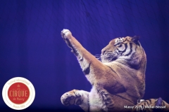 MB190112A3344-Tom DIECK JR - Lions & Tigres