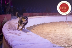 MB190109A0595-Sandro MONTEZ - Dressage de Chiens