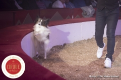 MB190111A0315-Sandro MONTEZ - Dressage de Chiens