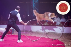 MB190111A0378-Sandro MONTEZ - Dressage de Chiens