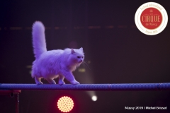 MB190112A1140-Vlad OLONDAR - Chats