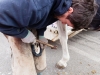 M60116A0057 - Fixation des fers en plastique pour que le cheval ne glisse pas sur la piste