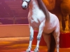 M60118A0346 - Un des cheval blanc de Jon Caplot