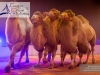 M60118A0362 - Passage groupé des chameaux de Jon Caplot