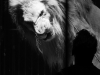 M60119A0753 - Lions - Steeve Caplot