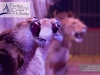M60120A0685 - Lions - Steeve Caplot