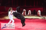MB170115A0888 - Gina Giovanni - Dressage de chiens - Belgique