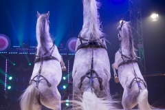 MB180110A0075-Marlon Zinnecker - Cavalerie - Allemagne