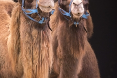 MB180110A0646-Marlon Zinnecker – Chameaux – Allemagne