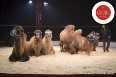 MB180110A0872-Marlon Zinnecker – Chameaux – Allemagne