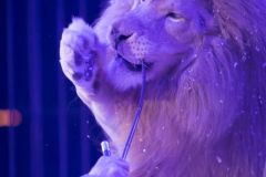 MB180112A1669-Didier Prien - Fauves - France