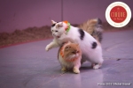 MB180111A2279-Duo Savitsky - Jeux de chats - Ukraine