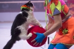 MB180111A2286-Duo Savitsky - Jeux de chats - Ukraine