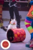 MB180114A0206-Duo Savitsky - Jeux de chats - Ukraine