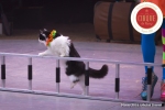 MB180114A0265-Duo Savitsky - Jeux de chats - Ukraine