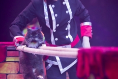 MB180111A0863-Duo Savitsky - Jeux de chats - Ukraine