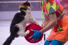 MB180111A2286-Duo Savitsky - Jeux de chats - Ukraine