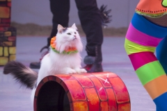 MB180114A0206-Duo Savitsky - Jeux de chats - Ukraine