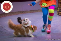 MB180114A0236-Duo Savitsky - Jeux de chats - Ukraine