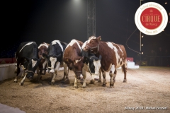 MB190109A0761-Louis KNIE - Vaches dressées