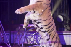 MB190109A0367-Tom DIECK JR - Lions & Tigres