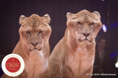 MB190110A0778-Tom DIECK JR - Lions & Tigres