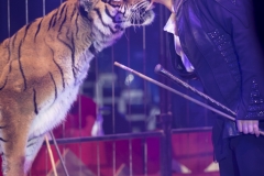 MB190110A0781-Tom DIECK JR - Lions & Tigres