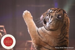 MB190111A0507-Tom DIECK JR - Lions & Tigres