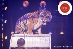 MB190111A0513-Tom DIECK JR - Lions & Tigres