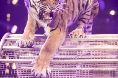 MB190111A0517-Tom DIECK JR - Lions & Tigres