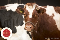 MB190109A0456-Louis KNIE - Vaches dressées