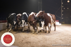 MB190109A0761-Louis KNIE - Vaches dressées