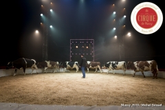 MB190109A0769-Louis KNIE - Vaches dressées
