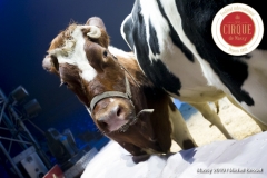 MB190109A0774-Louis KNIE - Vaches dressées