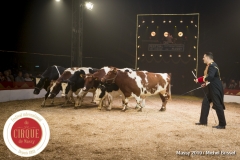 MB190111A1405-Louis KNIE - Vaches dressées