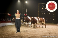 MB190111A1411-Louis KNIE - Vaches dressées