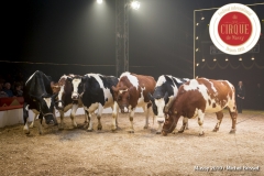 MB190111A1412-Louis KNIE - Vaches dressées