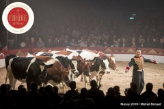 MB190111A2022-Louis KNIE - Vaches dressées