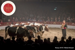 MB190111A2025-Louis KNIE - Vaches dressées