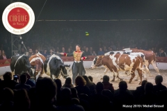MB190112A4684-Louis KNIE - Vaches dressées