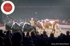 MB190112A4685-Louis KNIE - Vaches dressées