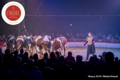 MB190112A4691-Louis KNIE - Vaches dressées
