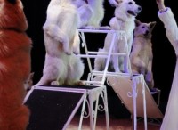 Rafaela Honden – Chiens