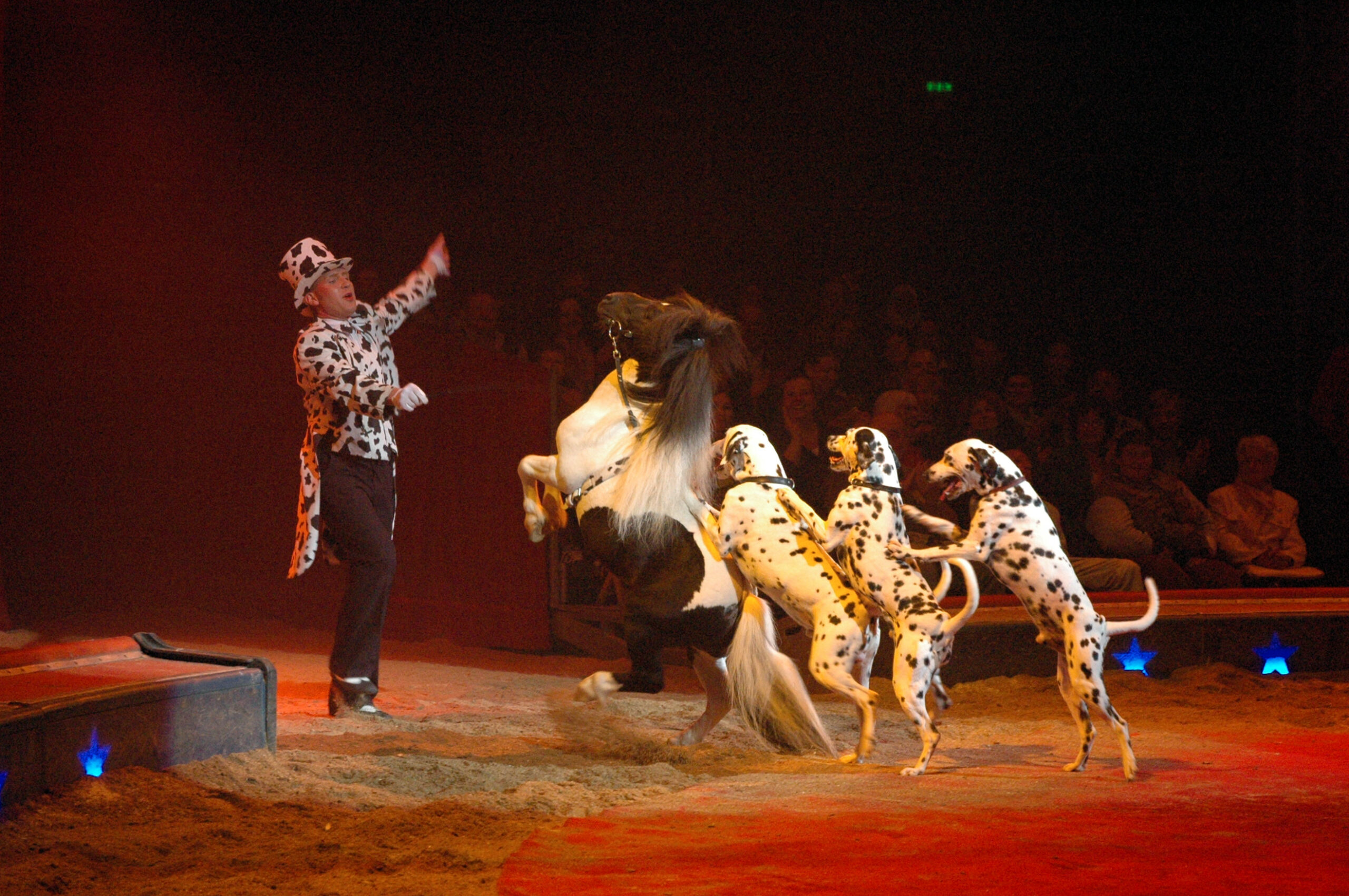 Chiens et poneys – Monsieur DALMATIEN